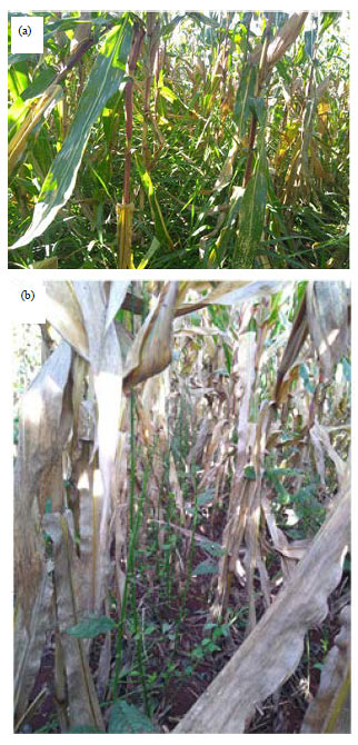 Image for - Methods of Intercropping Cover Crops with Maize in Southern Brazil