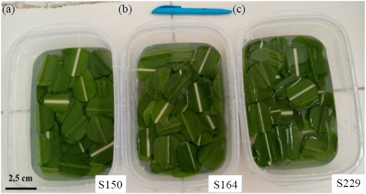 Image for - In vitro and in vivo Antibacterial Activity of Three Natural Substances, for the Control of Xanthomonas albilineans Responsible for Sugarcane Leaf Scald in Côte d'Ivoire