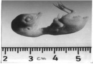 Image for - Toxic Effects of Cypermethrin on the Biochemistry and Morphology of 11th Day Chick Embryo(Gallus domesticus)