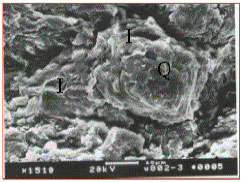 Image for - The Types of Clay Minerals in the Kongdian Formation (Upper Part), South Slope of the Dongying Depression, East China