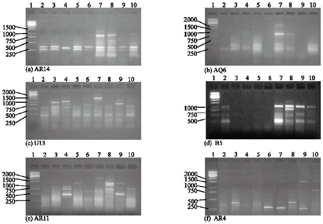 Image for - Employment of RAPD Technique to Assess the Genetic Stability of Helianthus annuus Treated with Different Mutagenic Agents