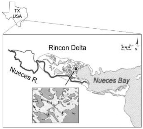 Image for - Investigating System Characteristics of a Southeast Texas Wetland: Nutrient and Plankton Dynamics of a Tidal Creek in Lower Nueces Delta