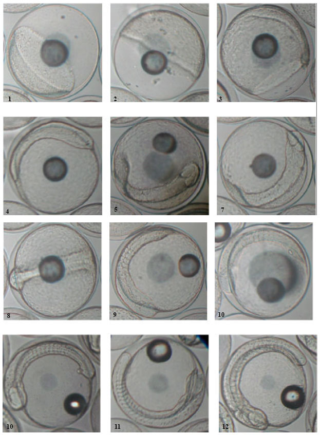 Image for - Determination of Embryonic Development Stages of Sharpsnout Seabream (Diplodus puntazzo Cetti, 1777) Eggs in Rearing Conditions