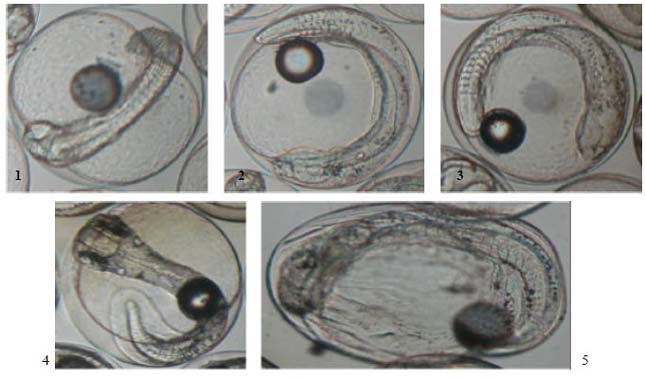 Image for - Determination of Embryonic Development Stages of Sharpsnout Seabream (Diplodus puntazzo Cetti, 1777) Eggs in Rearing Conditions