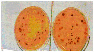Image for - Corrosion of Low Carbon Steel Influenced by the Presence of Iron-oxidizing Bacteria (Leptothrix discophora)