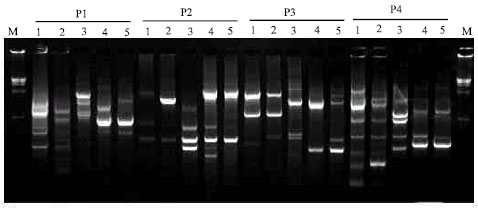 Image for - Differentiation of Bacillus thuringiensis and Escherichia coli by the Randomly Amplified Polymorphic DNA Analysis