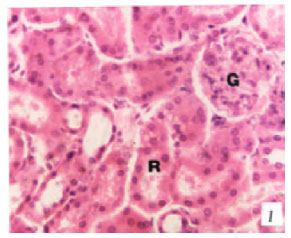 Image for - Toxicity of Sumithion in Albino Rats: Hematological and Biochemical Studies