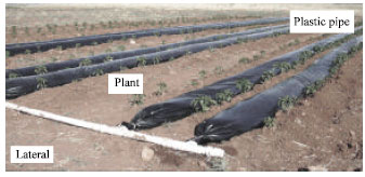 Image for - Water Pillow: A New Irrigation Method
