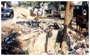 Image for - Domestic Waste Disposal Practice of Sylhet City