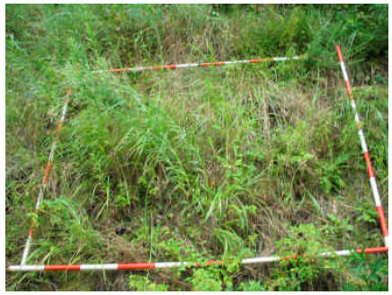 Image for - Revegetation Condition and Morphological Characteristics of Grass Species Observed in Landslide Scars, Shintategawa Watershed, Fukuoka, Japan