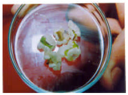 Image for - Gymnemic Acid Production in Suspension Cell Cultures of Gymnema sylvestre 