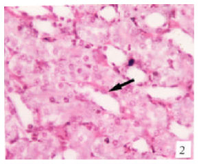 Image for - Toxicity of Sumithion in Albino Rats: Hematological and Biochemical Studies