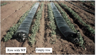 Image for - Water Pillow: A New Irrigation Method
