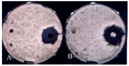 Image for - In vitro Susceptibility of Alternaria solani to Several Iranian Soil Actinomycetes