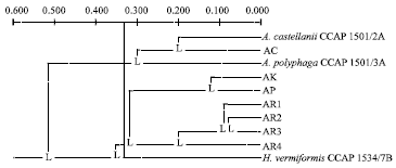 Image for - Genetic Relatedness Among Isolates of Acanthamoeba Based on RAPD Analysis