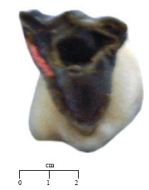 Image for - Dorcatherium majus, a Study of Upper Dentition from the Lower and Middle Siwaliks of Pakistan