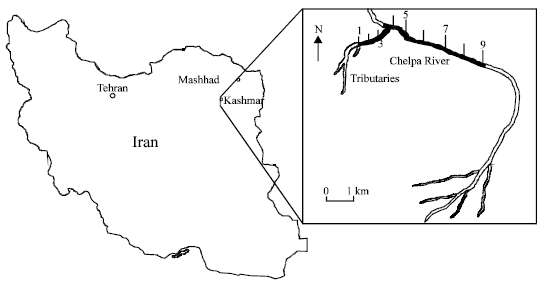 Image for - Phytoremediation of Arsenic by Macroalga: Implication in Natural Contaminated Water, Northeast Iran