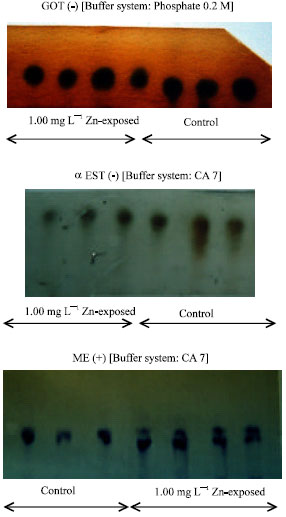Image for - Changes of Allozymes (GOT, EST and ME) of Perna viridis Subjected to Zinc Stress: A Laboratory Study