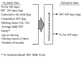 Image for - Prediction of Second Parity Milk Yield and Fat Percentage of Dairy Cows Based on First Parity Information Using Neural Network System
