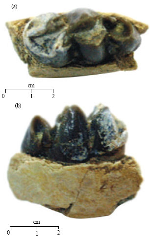 Image for - Dorcabune nagrii (Ruminantia, Tragulidae) from the Upper Part of the Middle Siwaliks
