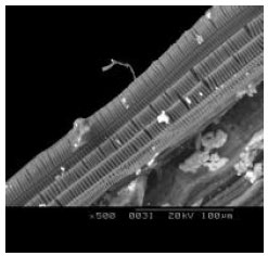 Image for - Mechanical Behavior of Agave Americana L. Fibres: Correlation  Between Fine Structure and Mechanical Properties