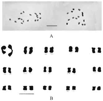 Image for - Cytogenetic Studies in Four Species of Flax (Linum spp.)