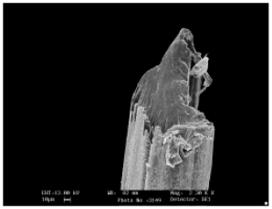 Image for - Gum Tragacanth Fibers from Astragalus gummifer Species: Effects of Influencing Factors on Mechanical Properties of Fibers