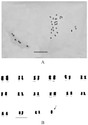 Image for - Cytogenetic Studies in Four Species of Flax (Linum spp.)