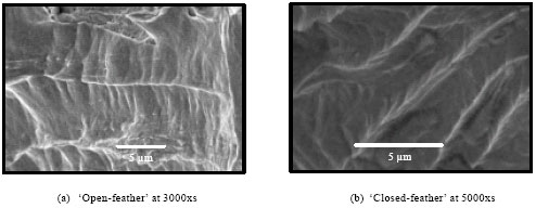 Image for - Brittle Fracture Validation Through Crystallographic Deformation for the Characterization of Cleavage in Carbon Steel