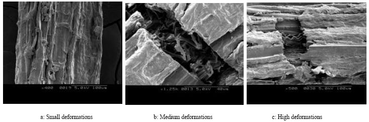 Image for - Mechanical Behavior of Agave Americana L. Fibres: Correlation  Between Fine Structure and Mechanical Properties