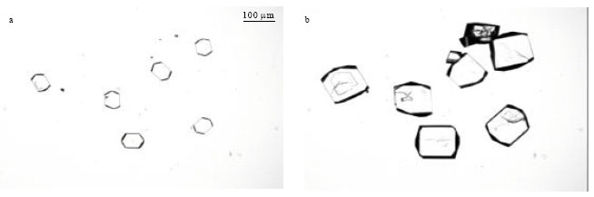Image for - Effect of Cetyltrimethylammonium Bromide (CTAB) on the Growth Rate and Morphology of Borax Crystals