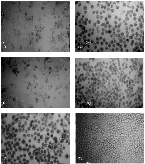 Image for - Replication of Syngrapha falcifera Multiple-Nuclear Polyhedrosis Virus-D in Different Insect Cells