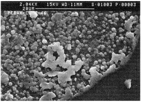 Image for - Facilitated Transport of Ethylene in Poly (Amide 12-Block Tetramethylenoxide) Copolymer/AgBF4 Membranes Containing Silver (I) and Copper (I) Ions as Carriers