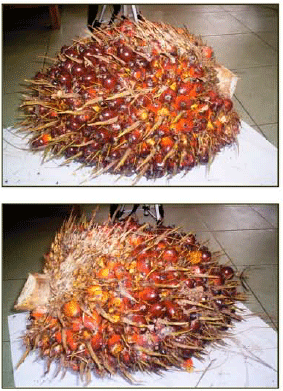 Image for - Oil Palm Fruit Bunch Grading System Using Red, Green and Blue Digital Number