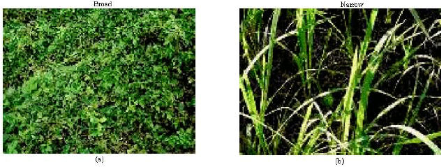 Image for - Scale Invariant Feature Transform Technique for Weed Classification in Oil Palm Plantation