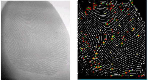 Image for - A Secured Fingerprint Authentication System