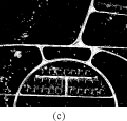 Image for - Automatic Main Road Extraction from High Resolution Satellite Imageries by Means of Self-Learning Fuzzy-GA Algorithm