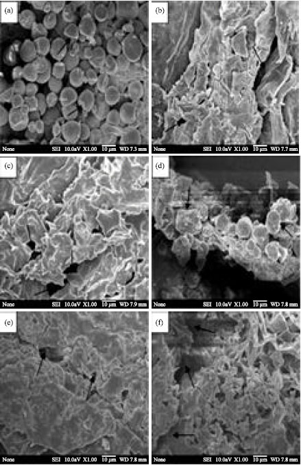 Image for - Comparison of Sweet Sorghum and Cassava for Ethanol Production by Using Saccharomyces cerevisiae
