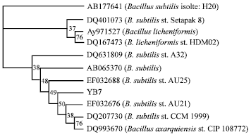 Image for - Production and Characterization of Biosurfactant from Bacillus subtilis YB7