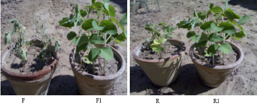 Image for - Control of Soil-Borne Pathogenic Fungi of Soybean by Biofumigation with Mustard Seed Meal