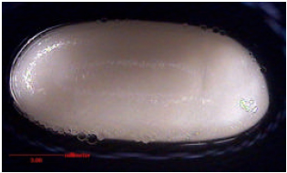 Image for - Lactic Acid Production from Microwave-Alkali Pre-Treated Empty Fruit Bunches Fibre using Rhizopus oryzae Pellet