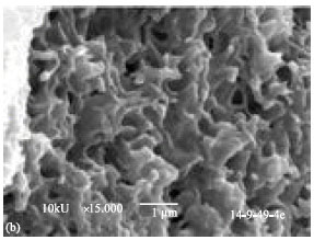 Image for - Morphology and Thermal Stability of Chitosan and Methoxy Poly (ethylene glycol)-b-Poly (ε-caprolactone)/Poly(D, L-lactide) Nanocomposite Films