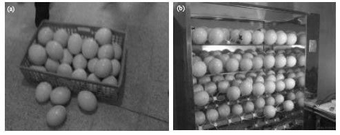 Image for - Fertility Recognition of Ostrich Egg Using Physical Properties