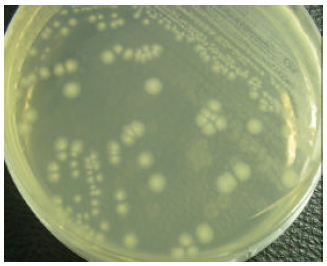 Image for - Biodegradation of Low Concentration of Monochloroacetic Acid-Degrading Bacillus sp. TW1 Isolated from Terengganu Water Treatment and Distribution Plant