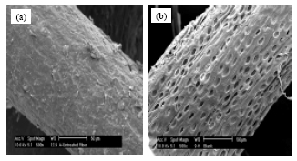 Image for - Oil Palm Bio-Fiber Reinforced Thermoplastic Composites-Effects of Matrix Modification on Mechanical and Thermal Properties
