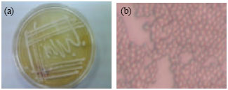 Image for - Identification of Microorganism from Ragi for Bioethanol Production by API Kit