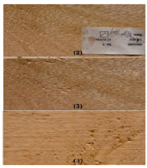 Image for - Characterizing Surface Defects of Solid Wood of Dark Red Meranti (Shorea sp.), Melunak (Pentace sp.) and Rubberwood (Hevea brasiliensis) in Planing Process
