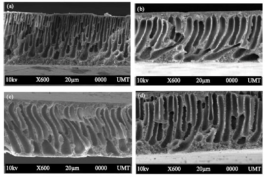 Image for - Fabrication and Characterisation of Asymmetric Ultrafiltration Membrane for BSA Separation: Effect of Shear Rates