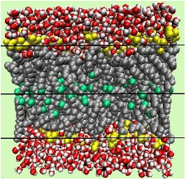 Image for - Molecular Dynamics Study of Nanobio Membranes