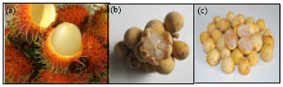 Image for - Drying Studies of Tropical Fruits Cultivated in Malaysia: A Review